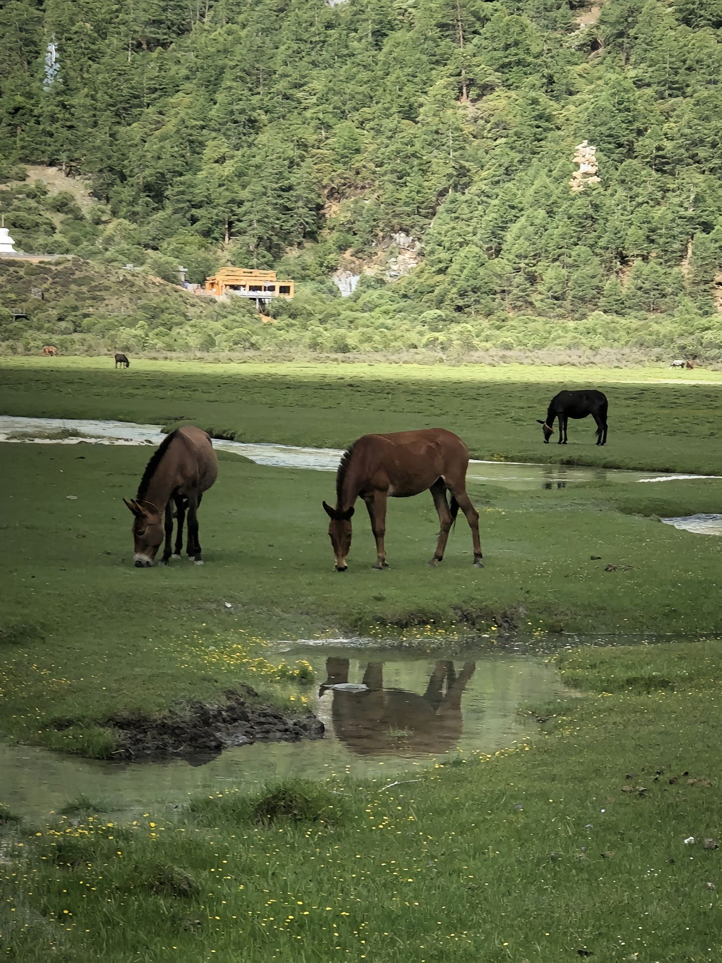 甘孜稻城亚丁景区（川西美景）-青争开放社区