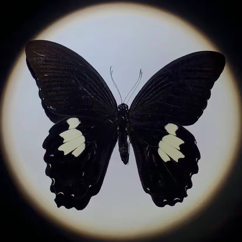 黑蝴蝶的头像-青争开放社区