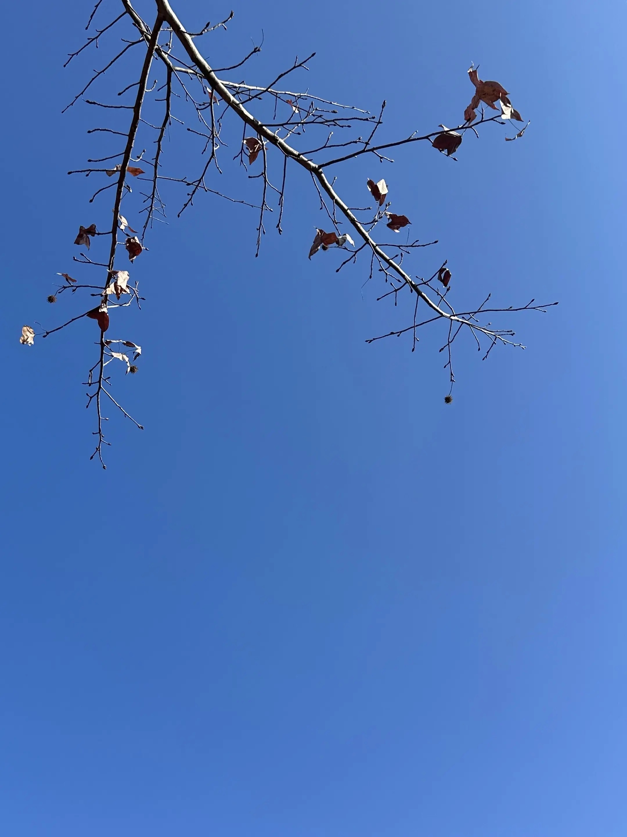 20250129105902918-IMG_6304